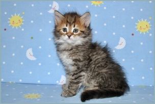 Male Siberian Kitten from Deedlebug Siberians